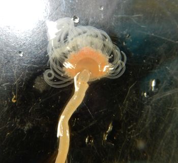Media type: image;   Invertebrate Zoology 139331